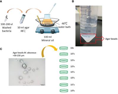 Pathological granuloma fibrosis induced by agar-embedded Mycobacterium abscessus in C57BL/6JNarl mice